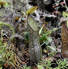 Nepenthes nigra