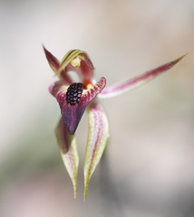 Caladenia tessellata