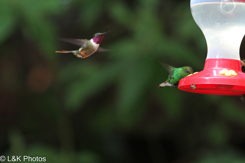 Magenta-throated Woodstar (Philodice bryantae), photo 4