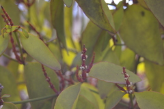 Phoradendron berteroanum