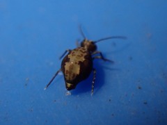 Ptenothrix maculosa olympia