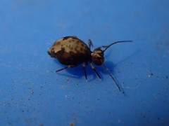 Ptenothrix maculosa olympia