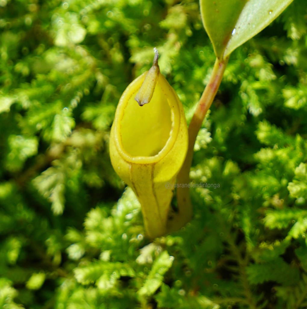 Nepenthes inermis (Nepenthes inermis)