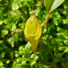 Nepenthes inermis