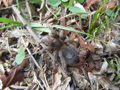 Homoeomma uruguayense