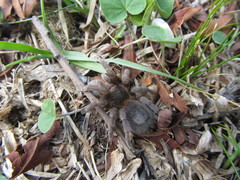 Homoeomma uruguayense