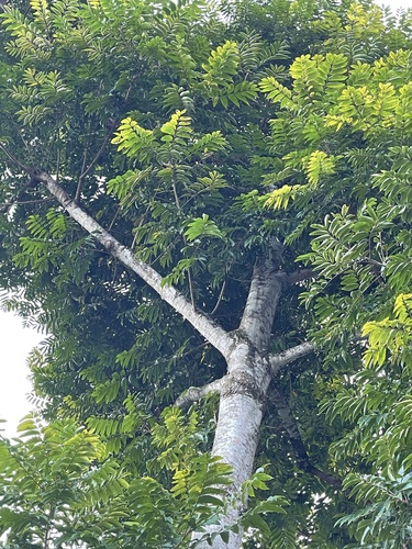 Ailanthus fordii (Ailanthus fordii)