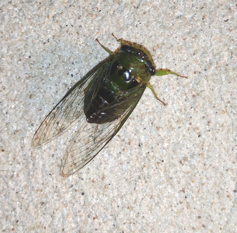 Acanthoventris drewseni