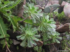 Aeonium arboreum