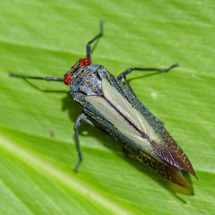 Poiocerinae