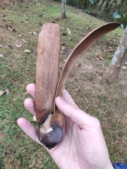 Dipterocarpus retusus