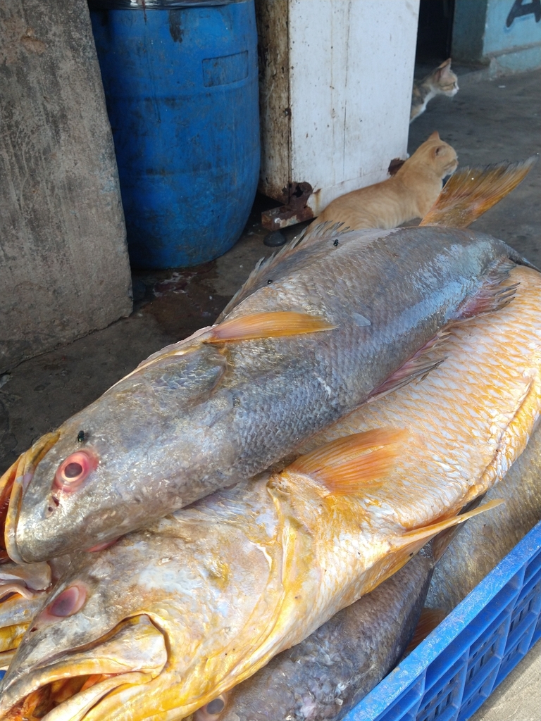 Acoupa weakfish (Cynoscion acoupa) — Sciaenidae