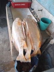 Cynoscion acoupa