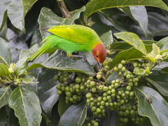 Tangara gyrola toddi