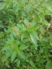 Ocimum × africanum