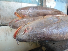 Cynoscion acoupa