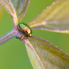 Eurhinus