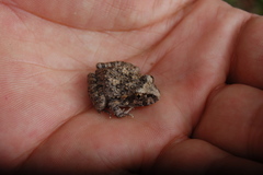 Rapids Frog photo 3