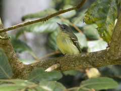 Tolmomyias sulphurescens