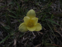 Zephyranthes americana