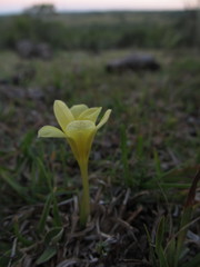 Zephyranthes americana
