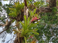 Aechmea servitensis