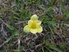 Zephyranthes americana