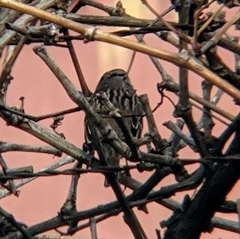 Zonotrichia leucophrys