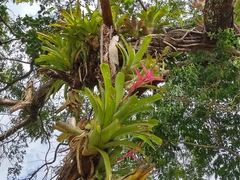 Aechmea servitensis