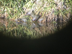 Trachemys scripta elegans