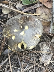 Suillus fuscotomentosus
