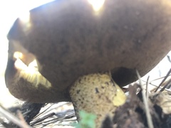 Suillus fuscotomentosus