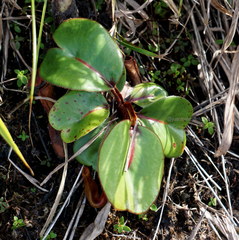 Nepenthes clipeata