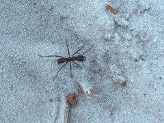 Ectatomminae