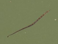 カワヨウジ