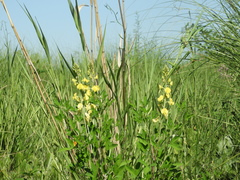 Crotalaria micans