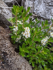 Olearia tasmanica