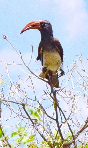 Crowned Hornbill