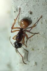 Polyrhachis rastellata