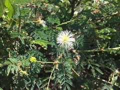 Mimosa quitensis