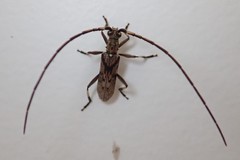 Didymocantha obliqua