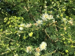 Mimosa quitensis