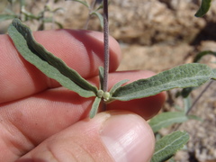 Brickellia venosa