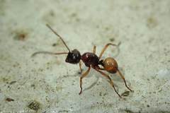 Polyrhachis rastellata