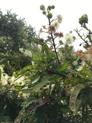 Mimosa quitensis