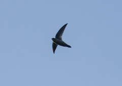 Aerodramus unicolor
