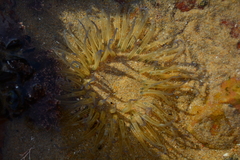 Anthopleura michaelseni