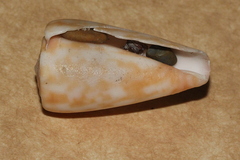 Conus rufimaculosus