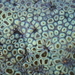 Green Zoanthid - Photo (c) David Renoult, some rights reserved (CC BY-NC), uploaded by David Renoult