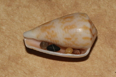 Conus cyanostoma